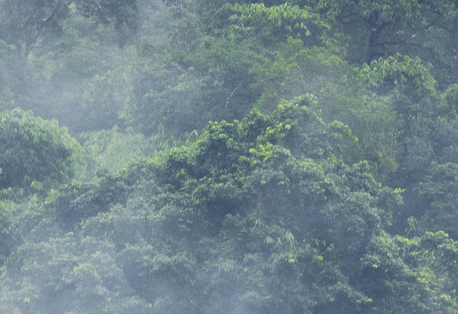 Misty Forest Treetops detail view