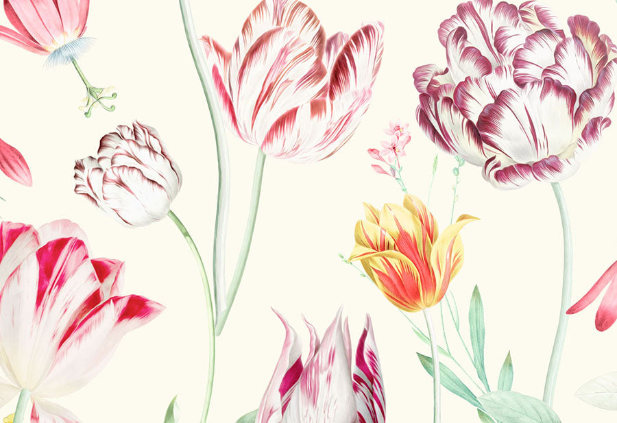 Close Up of Springtime Tulips Tulipina Flowers Wallpaper Wall Mural