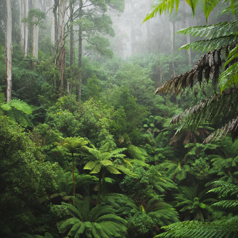 Rainforest Lush Reverie Wallpaper Mural