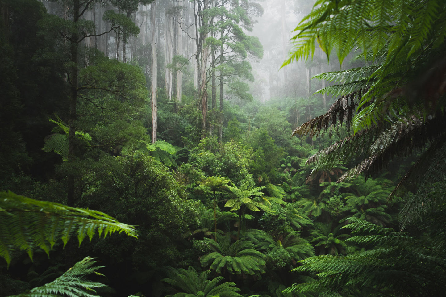 Rainforest Lush Reverie Wallpaper Mural