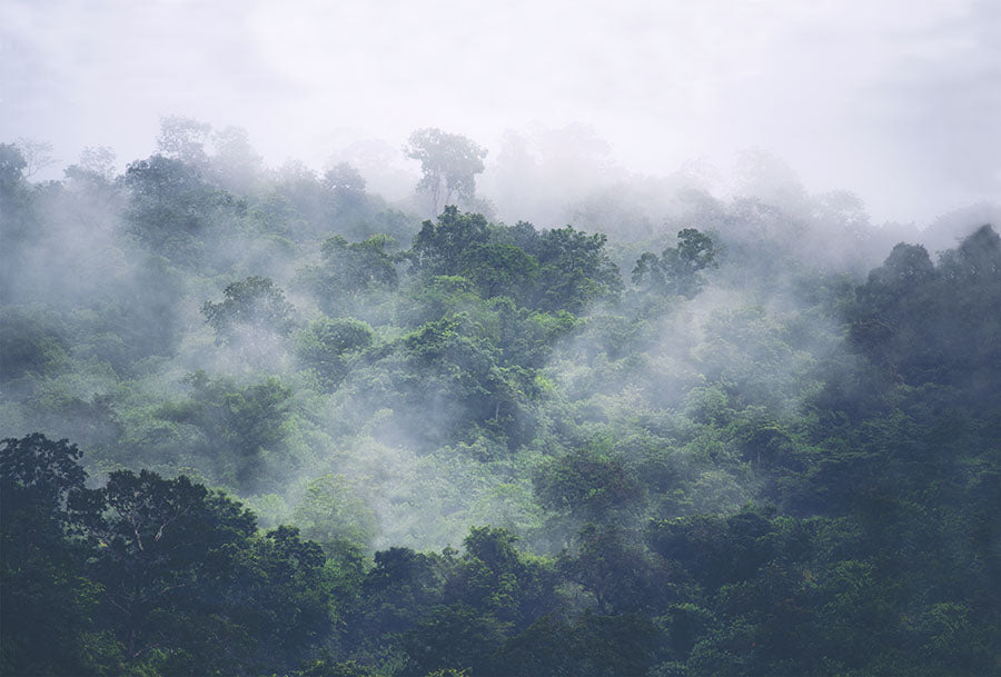 Misty Forest Treetops Photo wallpaper