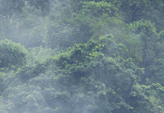 Misty Forest Treetops detail view