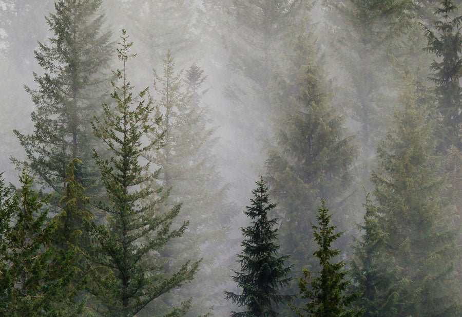 Misty Forest Landscape close up view