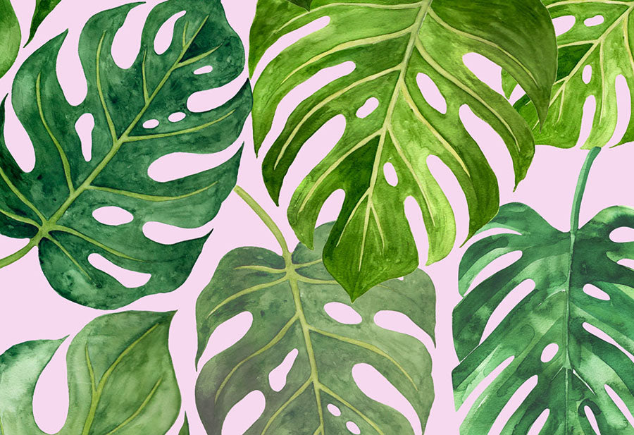 Green Leaf Monstera Deliciosa Wallpaper Wall Mural design