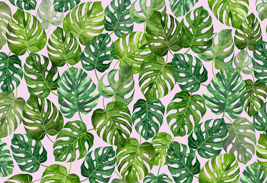 Green Leaf Swiss Cheese Plant Monstera Deliciosa Plant Wall Mural design