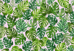 Green Leaf Swiss Cheese Plant Monstera Deliciosa Plant Wall Mural design