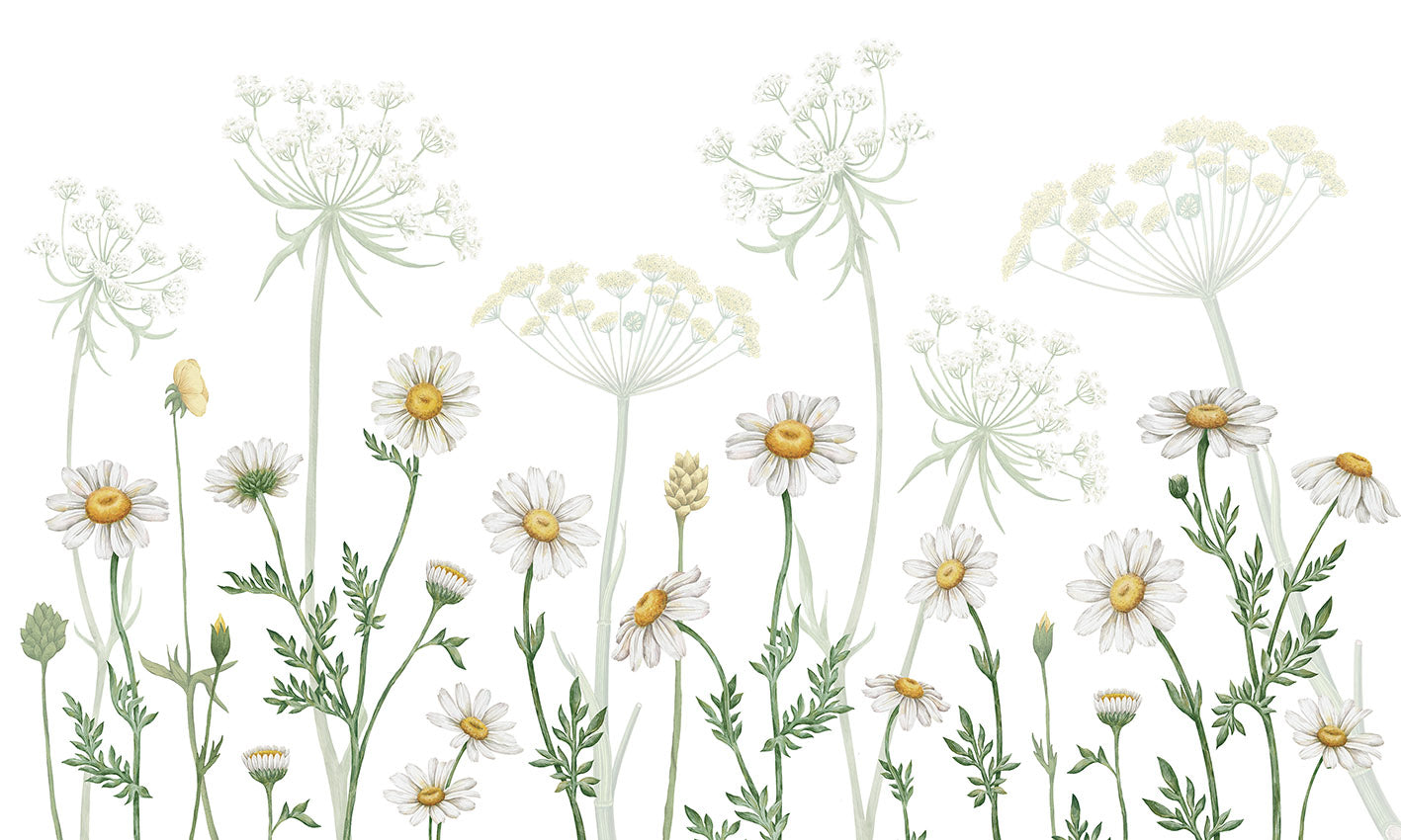 Field of Daisies wallpaper mural by Kikki Belle