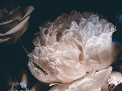 Midnight Peony