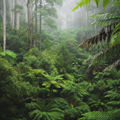 Rainforest Lush Reverie Wallpaper Mural